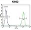 Sphingomyelin Phosphodiesterase 1 antibody, abx026668, Abbexa, Western Blot image 