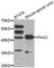 Paired box protein Pax-2 antibody, abx002211, Abbexa, Western Blot image 