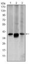 Mitogen-Activated Protein Kinase Kinase 6 antibody, MA5-15809, Invitrogen Antibodies, Western Blot image 