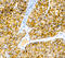 MCSP antibody, DM428, Origene, Immunohistochemistry paraffin image 