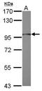 RING finger protein 31 antibody, GTX122113, GeneTex, Western Blot image 