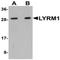 LYR motif-containing protein 1 antibody, orb75384, Biorbyt, Western Blot image 