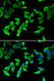 MutL Homolog 1 antibody, STJ24563, St John