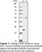 Aurora Kinase B antibody, LS-C47205, Lifespan Biosciences, Western Blot image 