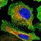 Dihydrouridine Synthase 1 Like antibody, HPA023384, Atlas Antibodies, Immunofluorescence image 