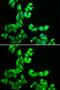 Striatin 3 antibody, GTX65851, GeneTex, Immunofluorescence image 