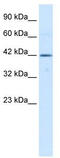 T-Box 6 antibody, TA333966, Origene, Western Blot image 