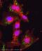 Neurofibromin 2 antibody, ab88957, Abcam, Immunocytochemistry image 