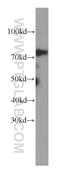 Metastasis Associated 1 Family Member 2 antibody, 66195-1-Ig, Proteintech Group, Western Blot image 