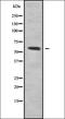 Regulator Of Chromosome Condensation 2 antibody, orb378396, Biorbyt, Western Blot image 
