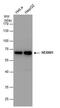 CLP1 antibody, PA5-78336, Invitrogen Antibodies, Western Blot image 