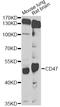 CD47 Molecule antibody, STJ29417, St John