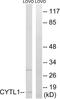 Cytokine Like 1 antibody, LS-C119513, Lifespan Biosciences, Western Blot image 