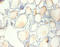 Ribosomal Protein S13 antibody, CSB-PA02485A0Rb, Cusabio, Immunohistochemistry paraffin image 