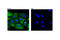 Keratin 5 antibody, 25807S, Cell Signaling Technology, Immunofluorescence image 
