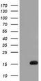 Interleukin 36 Alpha antibody, TA501407, Origene, Western Blot image 