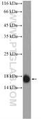 Interferon Induced Transmembrane Protein 2 antibody, 12769-1-AP, Proteintech Group, Western Blot image 