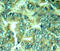 Docking Protein 1 antibody, STJ22091, St John
