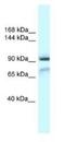Glutamate Metabotropic Receptor 1 antibody, NBP1-82396, Novus Biologicals, Western Blot image 