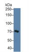 Mindbomb E3 Ubiquitin Protein Ligase 2 antibody, MBS2014413, MyBioSource, Western Blot image 