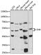 SHB antibody, 15-987, ProSci, Western Blot image 