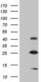 Methyltransferase Like 7A antibody, MA5-27225, Invitrogen Antibodies, Western Blot image 