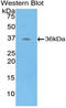 ATPase H+ Transporting Accessory Protein 2 antibody, LS-C292950, Lifespan Biosciences, Western Blot image 