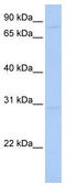 Heterogeneous Nuclear Ribonucleoprotein U antibody, TA345876, Origene, Western Blot image 