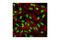 Poly(ADP-Ribose) Polymerase 1 antibody, 9532T, Cell Signaling Technology, Immunofluorescence image 