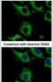 Charged multivesicular body protein 2b antibody, PA5-31128, Invitrogen Antibodies, Immunofluorescence image 