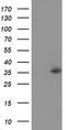 Nudix Hydrolase 6 antibody, MA5-25396, Invitrogen Antibodies, Western Blot image 