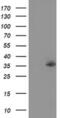 Nudix Hydrolase 6 antibody, MA5-25396, Invitrogen Antibodies, Western Blot image 