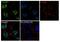 POU Class 3 Homeobox 2 antibody, 711869, Invitrogen Antibodies, Immunofluorescence image 