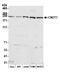 Negative regulator of transcription subunit 1 homolog antibody, A305-787A-M, Bethyl Labs, Western Blot image 