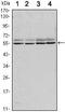 SMAD Family Member 6 antibody, MA5-15687, Invitrogen Antibodies, Western Blot image 