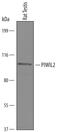 PIWIL2 antibody, AF6558, R&D Systems, Western Blot image 