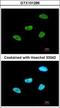 Myocyte-specific enhancer factor 2A antibody, GTX101286, GeneTex, Immunocytochemistry image 