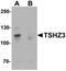 Teashirt Zinc Finger Homeobox 3 antibody, orb75765, Biorbyt, Western Blot image 