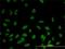Ras Association Domain Family Member 8 antibody, H00011228-M01, Novus Biologicals, Immunofluorescence image 
