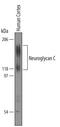 CSPG5 antibody, AF5685, R&D Systems, Western Blot image 