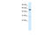 Hepatocyte Nuclear Factor 4 Gamma antibody, 27-453, ProSci, Western Blot image 