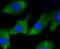 Interferon Regulatory Factor 1 antibody, NBP2-67330, Novus Biologicals, Immunocytochemistry image 