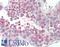  antibody, LS-B10294, Lifespan Biosciences, Immunohistochemistry paraffin image 