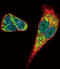 Midkine antibody, 56-214, ProSci, Immunofluorescence image 