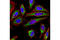 Citrate Synthase antibody, 14309S, Cell Signaling Technology, Immunofluorescence image 