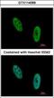 EWS RNA Binding Protein 1 antibody, GTX114069, GeneTex, Immunofluorescence image 