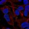 Thrombospondin 4 antibody, PA5-65331, Invitrogen Antibodies, Immunofluorescence image 