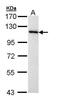 Minichromosome Maintenance Complex Component 3 antibody, PA5-22151, Invitrogen Antibodies, Western Blot image 