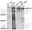 Microtubule Associated Protein 1B antibody, A3305, ABclonal Technology, Western Blot image 