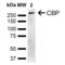 CREB Binding Protein antibody, LS-C774567, Lifespan Biosciences, Western Blot image 